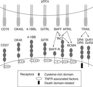 TNFR/TNF family molecules expressed on pDCs regulate other immune cells. pDCs express 0X40L, CD70, GITRL, TRAIL, BAFF, and APRIL in response to CpG-ODNs and viruses. These molecules strongly promote the activation of other immune cells together with type I IFNs.