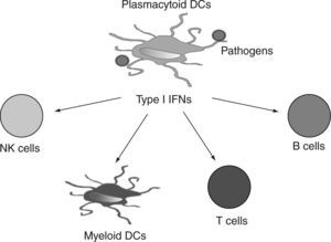 pDCs in regulating the functions of other immune cells. pDCs regulate the function of other immune cells such as myeloid DCs, T cells, B cells and NK cells through type I IFNs in anti-viral and anti-tumor immune responses.