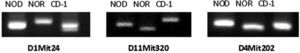 Analysis of microsatellites allow the identification of different mouse strains. Image of an 4 % agarose gel with three PCR products corresponding to microsatellite markers D1Mit24, D11Mit320, and D4Mit202 in NOD and NOR strains and CD-1 colony. The three markers give differences on size in different genetic backgrounds and were selected for microsatellite analysis.