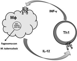 Esquema del eje IL-12/INF-γ durante la respuesta inmunitaria frente al patógeno intracelular Mycobacterium tuberculosis. IL-12: interleucina 12; IL-12Rβ1 y β2 basal: subunidades de receptor para IL-12; INF-γ: interferón gamma; INF-γR1 y INF-γR2: subunidades de receptor para INF-γ; Mf: macrófago; Th1: linfocito T helper tipo 1.