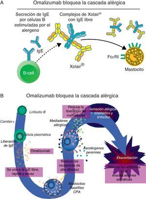 A: Al unirse a la IgE libre, el omalizumab previene la unión de la IgE a sus receptores celulares e inhibe la degranulación de mastocitos y basófilos. En este proceso, los receptores de IgE se regulan a la baja ayudando a la estabilización de mastocitos y basófilos. B: Omalizumab interviene en la modulación del proceso inflamatorio alérgico subyacente en las fases inmediatas y tardías propias de la respuesta alérgica. (Adaptado de imágenes cedidas por Novartis y autorizadas para publicar).