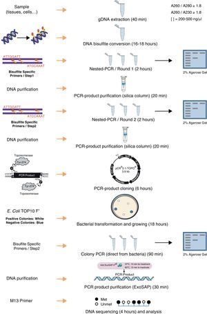 Schematic protocol for quantitative analysis of DNA methylation by bisulfite conversion followed of cloning and sequencing.