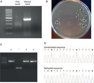 Representative steps of the bisulfite genomic sequencing process. (A) Nested PCR. The visualization of the two rounds in a 2% agarose gel is shown. Only after the second round of PCR the expected band appears. (B) Screening of positive transformants. Positive colonies appeared as white colonies after overnight incubation at 37°C. (C) Positive colonies selection. PBS-suspended white colonies were screened by colony PCR and the presence of the insert was visualized in a 2% agarose gel. (D) Methylation analysis. Two fragments of methylated and unmethylated sequence are shown. All unmethylated cytosines (C) are converted to thymine (T) and the presence of a C-peak indicates the presence of 5-methylcytosine (5mC) in the genome.