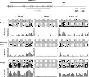 Analysis of CD8A methylation patterns. On top, the three CGIs are located in the CD8A gene. On bottom, the lollipop-style representation of methylation data. The CGIs for each tissue (one sample representative of each tissue) are shown. Each horizontal line in each panel represents one clone (in each sample 10 clones were sequenced). The number of columns corresponds to the number of CpG dinucleotides in each fragment. Each CpG position is indicated by white circles for unmethylated CpGs and black circles for methylated CpGs. The methylation level of each position is quantified in a graph showing the percentage of methylation in the three samples analyzed (mean and SD is shown).