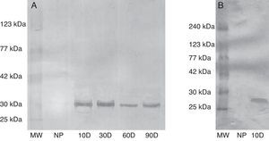 Evaluation of the specificity of rabbit anti-swine EPF polyclonal IgG by western blot. (a) Serum from sow tested for EPF. (b) Serum from rats tested for EPF. MW: molecular weight, NP: not pregnant, 10D: 10 day pregnant, 30D: 30 day pregnant, 60D: 60 day pregnant, and 90D: 90 day pregnant. Results from three independent experiments carried out.