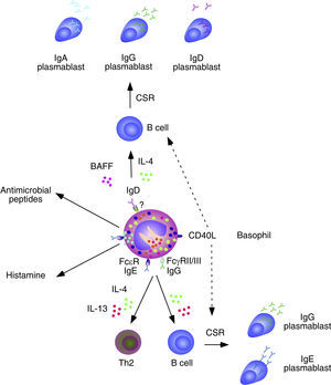 Basophils and B cells. In the presence of allergic inflammation or infections by parasites, circulating and mucosal basophils undergo degranulation and trigger inflammation by releasing histamine and other vasoactive factors upon engagement of Fc¿RI-bound high-affinity IgE by allergen or antigen. The concomitant release of chemokines and cytokines, including IL-4 and IL-13, facilitates the recruitment of additional inflammatory leukocytes, Th2 differentiation and B cell class switching from IgM to IgE. In immunized individuals, circulating basophils migrate to lymph nodes to enhance memory B cell responses by inducing CD40L expression as well as IL-4 and IL-6 secretion after engagement of Fc¿RI-bound low-affinity IgE by a recall antigen. In addition to directly activating B cells, IgE-activated basophils facilitate the formation of antibody-inducing Th2 cells. FcγRIIB-bound IgG may elicit similar responses. Circulating and mucosal basophils also bind IgD through an unknown receptor. Crosslinking of IgD by antigen causes secretion of several B cell-stimulating cytokines, including IL-4 and BAFF, which elicit class switching from IgM to IgG or IgA. IgD-activated basophils also release antimicrobial peptides.