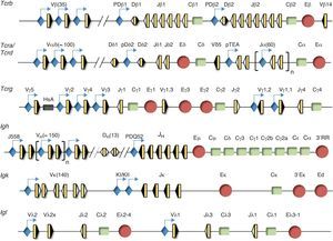 Estructura génica de los genes de las cadenas variables de los receptores de antígeno. Se representa la estructura génica de los genes Tcrb, Tcra/Tcrd, Tcrg, Igh, Igk e Igl. Los segmentos génicos se representan por rectángulos amarillos y las RSS con triángulos negros o blancos, según contengan una RSS con una secuencia espaciadora de 23 pares de bases o de 12 pares de bases, respectivamente. Las regiones constantes se representan como rectángulos verdes. Los promotores están asociados a determinados segmentos génicos y se representan en azul. Los enhancers se representan como círculos rojos.
