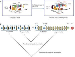 Representación esquemática de los enhanceosomas de Eα y reordenamientos en el gen Tcra durante el desarrollo de los timocitos. (A) Modelo para el ensamblaje de distintos enhanceosomas de Eα durante el desarrollo de los timocitos. Los FT están indicados por óvalos o círculos coloreados. En timocitos DN3, Eα está ocupado por FT constitutivos de timocitos. Los FT TCF-1 o LEF-1 (óvalo de color morado) unidos al ADN provocan una curvatura que facilita la interacción entre los factores unidos a ambos lados. Tras la señalización por el pre-TCR, se reclutan FT inducibles, tales como NFAT (círculos rojos), AP-1 (óvalos azules) y Egr-1 (óvalo violáceo), dando lugar a la activación del enhancer en timocitos DN4 y timocitos DP tempranos23. (B) Esquema de los reordenamientos VαJα primarios y secundarios en el gen Tcra. Los segmentos génicos Vα y Jα se representan por rectángulos amarillos y las RSS con triángulos negros o blancos (según contengan una RSS con una secuencia espaciadora de 23 pares de bases o de 12 pares de bases, respectivamente). La región constante Cα se representa como un rectángulo verde. Los promotores están representados en azul. Se indica la posición de los promotores TEA y Jα49p, y la de los promotores asociados a los segmentos génicos Vα. Eα se representa como un círculo rojo.