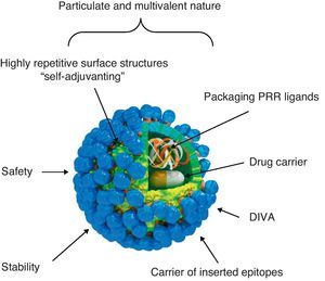 Immunogenic features of a VLP presenting foreign antigens. VLPs incorporate key features that underlay their immunogenicity, safety and vaccine potential: (a) well-defined geometry and remarkable uniformity with repetitive and ordered surface structures; multivalent display and highly ordered structure of VLPs constitute PAMP motifs common to many pathogens but not to the host that trigger innate immune sensing mechanism. PAMP can be recognized by TLRs and other PRRs which are present in the host cells; (b) preservation of native antigenic conformation; (c) particulate and multivalent nature; this feature means that VLPs are efficiently taken up by APCs. Their tendency to be a suitable size for uptake by DCs for processing and presentation by MHC-II and MHC-I (cross-presentation) pathways led to describe VLPs as “self-adjuvanting”; (d) safety for being non-infectious and non replicating candidates; VLPs lack the DNA or RNA genome of the virus altogether eliminate any of the risks associated with virus replication, reversion, recombination or re-assortment; (e) higher stability than soluble antigens in extreme environmental conditions; (f) applicability as carriers of foreign epitopes, drugs or for packaging PRR ligands; (g) possibility to follow the Differentiating Infected from Vaccinated Animals (DIVA)-compliance concerns.