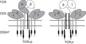 Isoformas del TCR y sus deficiencias. Los heterodímeros variables TCR unen antígenos, mientras que los heterodímeros invariantes CD3 (γ¿ y δ¿) y los homodímeros invariantes CD247 sufren una serie de cambios conformacionales y reclutan enzimas intracelulares (como Fyn, Lck y Zap-70) para iniciar la transducción de la señal. En gris las cadenas para las que se han descrito deficiencias congénitas.