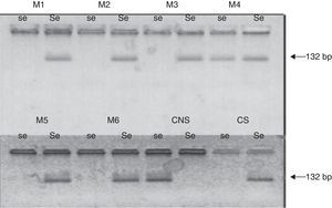 The agarose gel shows the PCR products of 132bp for the M1–M6 saliva samples of patients. Each sample was analysed for the wild type allele (Se) and for G428A allele (se) and was run together with secretor control (CS) and non-secretor control (CNS).