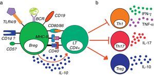 Modelo de activación y función general de las células Breg murinas. Un modelo de activación y función de las células B reguladoras de murinos, independientemente de la subpoblación estudiada. a. La estimulación vía TLR, BCR, la presencia de CD1d, CD5, CD19 y MHC-II, así como la coestimulación por CD40 y CD80/86, se han implicado en la activación de las células Breg y en la producción de IL-10 por parte de estas células. b. Las células Breg poseen la capacidad de inhibir la proliferación, la secreción de citocinas proinflamatorias por LT CD4+, al igual que inhibir la diferenciación de estas células a los perfiles Th1 y Th17 y promover la conversión de LT CD4+ a Treg productores de IL-10 y aumentar la expresión de Foxp3 en Treg previamente diferenciadas.