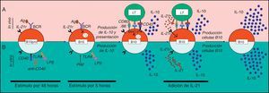 Modelo de activación de células B10 en ratones. a. Se presenta un modelo de activación de las células B10 in vivo. Hasta el momento, se desconoce el mecanismo por el cual las células B10pro adquieren la competencia de producir IL-10 in vivo. Sin embargo, se postula que estas células reconocen el antígeno (Ag) a través de su BCR, lo internalizan, lo procesan y lo presentan al LT CD4+ vía MHC-II. El LT activado expresa el CD40L que al unirse a su ligando induce la produccion de IL-10 por parte de estos LB. Dependiendo del microambiente y de las señales coestimuladoras, el LT CD4+ podría secretar IL-21 que induce la proliferación de las células B10 y la secreción de más IL-10. b. Se presenta un modelo de activación de las células B10 in vitro. La estimulación in vitro con un anticuerpo agonista anti-CD40 o LPS durante 48h conduce a las células B10pro a diferenciarse a células B10 y, luego de una estimulación durante 5h con L+PIM producen IL-10. La adición de IL-21 al medio lleva a un incremento sustancial en la proliferación de B10 y a la producción de IL-10.