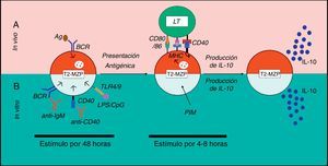 Modelo de activación de células T2-MZP en ratones. a. Se presenta un modelo de activación de los LB T2-MZP reguladores in vivo. Se desconocen las señales que llevan a la producción in vivo de IL-10 por parte de las células T2-MZP, pero se cree que estas células Breg reconocen el antígeno vía BCR, lo internalizan, lo procesan y lo presentan al LT CD4+ por medio del MHC-II. El LT activado expresa CD40L, que al unirse a su ligando induce la producción de IL-10 en estos LB. b. Se presenta un modelo del funcionamiento de los LB T2-MZP reguladores in vitro. La estimulación con un anticuerpo agonista anti-IgM o anti-CD40 o LPS/CpG durante 48h y posteriormente con PIM durante las 4-8h finales, lleva a la producción de IL-10 por parte de los LB T2-MZP.