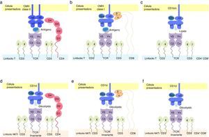 Sinapsis inmunológica en los linfocitosT convencionales y en las células NKTi. Los linfocitosT convencionales, tanto CD4+ (a) como CD8+ (b), reconocen antígenos presentados por células especializadas a través de moléculas del complejo mayor de histocompatibilidad (CMH) claseii y clasei, respectivamente, a través de su receptor de célulaT (TCR por sus siglas en inglés). El correceptor CD4 interactúa con las regiones β1 y β2 del CMH claseii, mientras que CD8 lo hace con las regiones α1 y α2 del CMH clasei. Por su parte, los LT doble negativos DN, CD4–/CD8−) (c) reconocen lípidos presentados por CD1b o CD1c, moléculas no convencionales estructuralmente asociadas al CMH clasei. Para las células NKTi, la presentación antigénica también se realiza por moléculas no convencionales, específicamente por la proteína CD1d, que expone antígenos glucolipídicos al TCR invariante de la célula NKTi. Los correceptores CD4 (d) y CD8 (e) interactúan con las regiones α1 y α2 de CD1d. Sin embargo, aun en ausencia de estas moléculas en células NKTi DN (f), esta interacción también se traduce en activación celular.