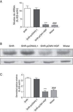 Expresión de IL-6 en aorta de ratas SHR tratadas y no tratadas con HGF. Biopsias de ratas del grupo SHR-pCMV-HGF (n=6), del grupo SHR-pcDNA3.1 (n=6) y grupo control que fueron sacrificadas al final de la sexta semana. A. Se determinó la expresión de ARNm de IL-6 en aorta por RT-qPCR. Los valores representan la media±la desviación estándar de las ratas evaluadas por grupo. Se evaluó cada muestra por triplicado, por rata. B. Representa la expresión de IL-6 determinada por Western blot en SHR, SHR-pcDNA3.1, SHR-HGF and Wistar, n=6 en cada grupo. C. Representa la densidad óptica relativa de la expresión de IL-6 en SHR, SHR-pcDNA3.1, SHR-HGF y Wistar, n=6 en cada grupo. ***p<0,01 comparación entre los grupos SHR-pCMV-HGF y SHR-pcDNA3.1. ###p<0,01 comparación entre los grupos SHR y Wistar.
