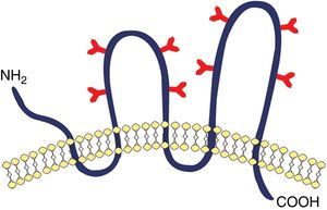 Representación esquemática de la glucoproteína transmembrana, CD133. Un modelo de estructura de CD133 propuesto por Miraglia et al. Esta proteína tiene un extremo N-terminal extracelular, un C-terminal citoplasmático, 2 pequeños bucles ricos en cisteína citoplásmicos y 2 bucles extracelulares muy grandes cada uno de los cuales contiene 4 sitios potenciales para la glucosilación N-enlazada.