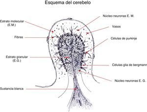 Esquema de la corteza cerebelar. Estructura tisular de las diferentes capas de la corteza del cerebelo