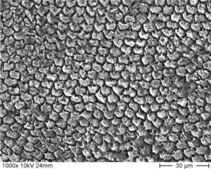 Esmalte grabado con sur-cos y microporosidades visibles. Ima de microscopía electrónica de barrido a 1.000 aumentos.