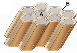 Representación esquemática de la estructura del esmalte dental con prismas del esmalte (A) y esmalte interprismático (B).