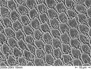 Imagen obtenida mediante el microscopio electrónico de barrido de un patrón de grabado ácido del es- malte con microporosidades y zonas retentivas visibles (2.000 aumentos).