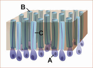 Representación esquemática de la estructura de la dentina con odontoblastos y sus procesos celu- lares (A), los túbulos dentinarios (B) y el licor dentinario (C).