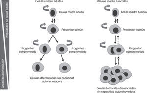 Analogía de la jerarquía celular de un tejido sano y de uno tumoral.