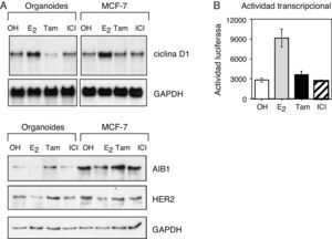 Las células epiteliales de la mama responden al tratamiento hormonal. A. Análisis por Western blot de los niveles de expresión de ciclina D1, AIB1 y HER2 en organoides aislados de tejido mamario sano y en células de cáncer de mama MCF-7. B. Actividad transcripcional del receptor de estrógeno en células epiteliales de mama transfectadas con un gen reportero de luciferasa y tratadas con 10−8M estrógeno (E2), 10−7M tamoxifeno (Tam) o 10−7M fulvestrant (ICI 182,780, ICI).