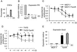 Células resistentes a tamoxifeno son resistentes a fulvestrant. A. Porcentaje de CSC (con fenotipo ALDH+) en células T47D, con fenotipo ALDH-positivas, en presencia o ausencia de fulvestrant (ICI). B. Análisis de expresión de PR (ARN) en células MCF-7 y resistentes a tamoxifeno (TamR) en presencia o ausencia de fulvestrant. C y D. Ensayo de proliferación de células MCF-7 y MCF-7-TamR (C) y células T47D y T47D-TamR (D) tratadas con concentraciones crecientes de fulvestrant (p<0,05). E. Niveles de expresión de Sox2 en células MCF-7 y resistentes a tamoxifeno en presencia o ausencia de fulvestrant.