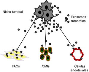Comunicación paracrina mediante exosomas tumorales entre las propias células cancerosas y los diferentes tipos celulares del microambiente tumoral: fibroblastos asociados a cáncer (FACs), células mononucleares inflamatorias (CMIs) y células endoteliales.