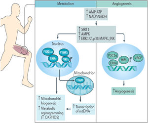 Respuesta metabólica y de angiogénesis en el músculo esquelético ante la actividad física. Fuente: Koelwyn et al.7.