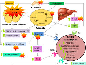 Modelo biológico que relaciona los biomarcadores propuestos con la actividad física a largo plazo y el riesgo de desarrollar cáncer de mama, fundamentalmente a nivel posmenopáusico. Modificado de Neilson et al.15.