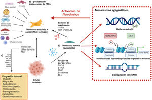 El origen y los mecanismos de activación de los FAC. A) Los FAC pueden derivarse de diferentes precursores como son células epiteliales, células de músculo liso vascular, células endoteliales, entre otras. B) Su activación coordinada y dirigida por activadores y represores transcripcionales, microARN y enzimas que participan en las modificaciones postranscripcionales que reprograman la epigenética del genoma (MET, HDAC y HAT). C) Una vez activados, los FAC permiten la progresión tumoral por diversos mecanismos al aumentar la concentración de ciertos factores y proteínas en la MEC. Creada con BioRender.com.