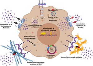 Mecanismos implicados en la resistencia a fármacos. Los FAC interactúan con el tumor permitiendo el desarrollo de algunos mecanismos de resistencia: creación de una MEC más densa fungiendo como barrera física; cambios en la importación y la exportación de fármacos, alteraciones en el metabolismo de los fármacos e inhibición de la apoptosis, entre otros. Creada con BioRender.com.