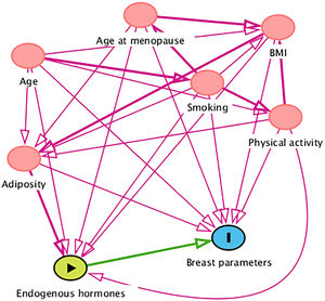 Directed acyclic graph for estimating the effect of endogenous hormones on breast parameters. The arrowhead represents a direct effect of one variable over the other.