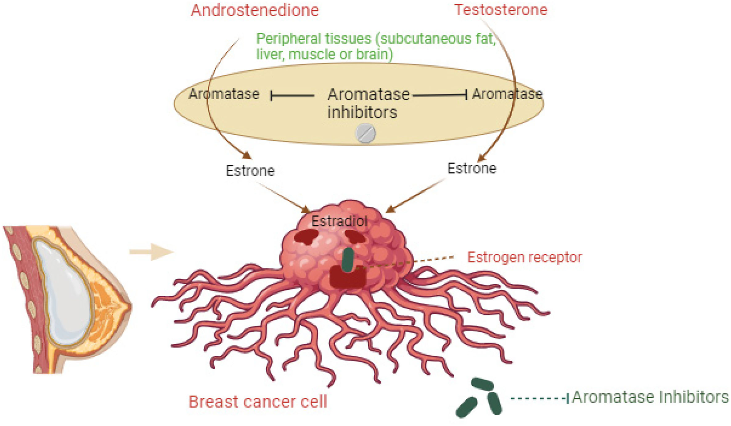 Testosterone Inhibitors Mechanisms of action for FDA-approved drugs targeting breast cancer ...