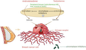 Aromatase inhibitor mechanism. The figure illustrates how aromatase inhibitors block the conversion of androgens (androstenedione and testosterone) to estrogens (estrone), reducing estrogen (estradiol) levels in breast cancer cells. Aromatase inhibitors prevent aromatase activity in peripheral tissues, thereby lowering estrogen receptor activation in breast cancer cells.
