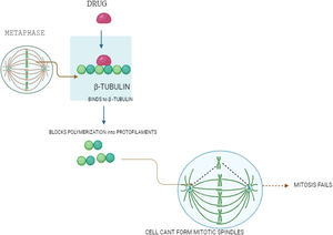 Microtubule inhibitors used in breast cancer treatment. This figure shows how microtubule inhibitors work. The drug binds to β-tubulin, blocking its polymerization into protofilaments. This prevents the formation of mitotic spindles during metaphase, causing mitosis to fail and stopping cancer cell division.