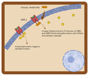 Kinase inhibitors in cancer treatment. This figure illustrates how kinase inhibitors function. The inhibitors bind to the tyrosine kinase (TK) domain of HER1 and HER2 receptors on the cell membrane, blocking their phosphorylation. This inhibition prevents autophosphorylation, which would otherwise trigger a cascade of downstream signaling events essential for cancer cell proliferation and survival. By blocking these pathways, kinase inhibitors effectively disrupt cancer cell growth and division.