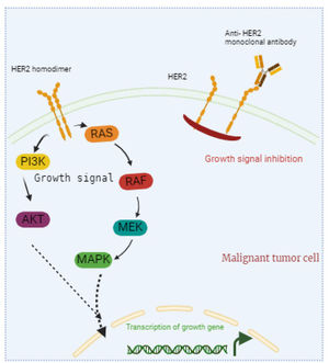 Monoclonal antibodies in cancer treatment. This figure shows how monoclonal antibodies target cancer cells. The antibodies specifically bind to antigens on the surface of cancer cells. This binding marks the cancer cells for destruction by the immune system and can block essential growth signals, inhibit cell proliferation, and induce apoptosis. Monoclonal antibodies help the immune system identify and eliminate cancer cells effectively.