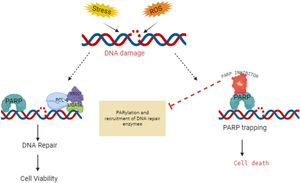 Mechanism of action of PARP inhibitors in cancer therapy. PARP inhibitors, shown in Fig. 5, are a class of drugs that target poly (ADP-ribose) polymerase (PARP) enzymes. These enzymes play a crucial role in DNA repair mechanisms, particularly in base excision repair. By inhibiting PARP, these drugs prevent cancer cells from repairing their damaged DNA effectively, leading to cell death.