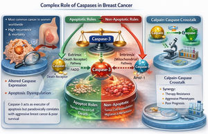 Complex roles of caspases in breast cancer. Schematic overview of apoptotic signaling dysregulation in breast cancer. Caspase-3, the central executioner caspase, integrates extrinsic and intrinsic pathways. Although canonical caspase-3 activation induces therapy-driven tumor cell death, context-dependent activity can also promote non-apoptotic processes such as tumor repopulation, migration, and therapy resistance.