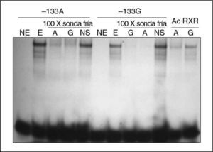 Efecto del polimorfismo –133A>G sobre la afinidad de unión de factores de transcripción. Se muestran los resultados obtenidos de los ensayos de retardo en gel en presencia de sondas con las 2 variantes del polimorfismo –133A>G. En presencia de las 2 sondas se produjo la formación de complejos retardados con extractos nucleares (E) de la línea celular Caco-2, y fue más intenso el retardo mostrado por la sonda que contenía la variante –133A. NE: no extracto nuclear, utilizado como marcador negativo de retardo; NS: no específico; Ac RXR: en presencia de 1μg de anticuerpo RXRα.