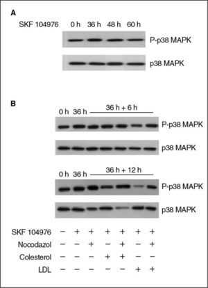 Valores proteicos de p38 MAPK fosforilada (P-p38 MAPK) y p38 MAPK total en células HL-60 tratadas con SKF 104976 1,5μM. A) Efecto del tratamiento a lo largo del tiempo. B) Efectos del colesterol libre (60μg/ml) y de las LDL (20μg colesterol/ml), aisladamente o en combinación con nocodazol 0,05μg/ml; las células se incubaron en presencia de SKF 104976 1,5μM y, a las 36h, sin retirar el inhibidor, se añadieron el colesterol y el nocodazol en las distintas combinaciones, y se prolongó el cultivo durante 6 o 12h. LDL: lipoproteínas de baja densidad.