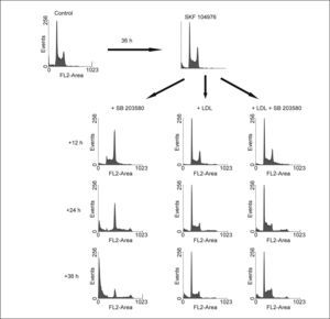 Efecto de la adición de SB 203580 20μM y colesterol LDL 20μg/ml, solos o en combinación, a células HL-60 previamente tratadas durante 36h con SKF 104976 1,5μM. LDL: lipoproteínas de baja densidad.