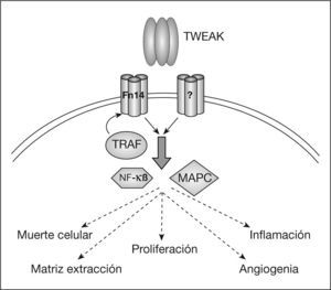 Señalización del sistema TWEAK-Fn14. TWEAK oligomeriza (3 monómeros) antes de unirse al receptor Fn14 (u otro aún no descrito). La activación de Fn14 atrae TRAF (del inglés TNF, receptor-associated factor) a la membrana y transactiva proteínas intracelulares MAP-cinasas (MAPC) y/o factor nuclear de transcripción kappa B (NF-κB). Como consecuencia, se estimula la transcripción de genes proapoptóticos, inflamatorios, angiogénicos, proliferativos y, posiblemente, de degradación de matriz extracelular.