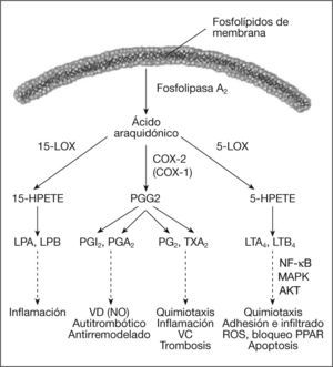Metabolismo de las prostaglandinas y leucotrienos. Desde un mismo precursor (ácido araquidónico) se sintetizan las diferentes prostaglandinas (PGI2, PGE2, TXA2) y leucotrienos (LTB4) gracias a las enzimas ciclooxigenasa (COX) y 5 lipooxigenasa (5-LOX), respectivamente. Las prostaglandinas y los leucotrienos están implicados de modo diferente en el desarrollo de la lesión aterosclerótica. El factor nuclear de transcripción kappa B (NF-κB) participa en la síntesis de estos mediadores mediante sus enzimas COX-2 y 5-LOX. HPETE: ácido hidroperoxioctadecadienoico; LPA: lipoxeno A; LPB: lipoxeno B; MAPK: MAP cinasas; VC: vasoconstricción; VD: vasodilatación.