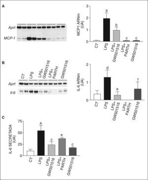 El agonista del receptor activado por proliferadores peroxisómicos β/δ (PPARβ/δ) GW501516 previene la inducción en la expresión y la secreción de citocinas proinflamatorias inducida por lipopolisacárido (LPS) en adipocitos 3T3-L1. Efecto de GW501516 y parthenolida (PARTH) en la expresión de proteína quimiotáctica de monocitos 1 (MCP-1) (A) e IL-6 (B). La cuantificación de la autorradiografía representativa se encuentra normalizada para los valores de Aprt. C. El efecto de GW501516 sobre la secreción de IL-6 en medio de cultivo fue determinado por ELISA. Los datos se expresan como la media ± desviación estándar de 5 experimentos independientes. ap < 0,001 frente a control. bp < 0,01. cp < 0,001 frente a células expuestas a LPS. dp < 0,05. ep < 0,05. UA: unidades arbitrarias.
