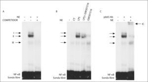 El agonista del receptor beta/delta del activador-proliferador del peroxisoma (PPARβ/δ) GW501516 previene la activación de factor nuclear kappa B (NF-κB) inducida por lipopolisacárido (LPS) en adipocitos 3T3-L1. Autorradiografía representativa del ensayo de retardación de la movilidad electroforética realizado con una sonda de NF-κB marcada con 32P y extractos de proteína nuclear. A. Ensayo de competición realizado con un exceso de sonda fría donde se puede apreciar la formación de 3 complejos específicos (I, II y III). B. Efecto del GW501516 en la interacción de la sonda NF-κB con el ácido desoxirribonucleico. C. Ensayo de super-retardación realizado con un anticuerpo específico contra la subunidad p65 de NF-κB.