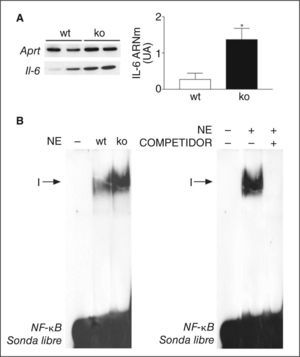 Los ratones deficientes para el activado por proliferadores peroxisómicos β/δ (PPARβ/δ-/-) presentan un incremento de la actividad factor nuclear kappa B (NF-κB) en tejido adiposo blanco. A. Análisis de los valores de ácido ribonucleico mensajero (ARNm) de interleucina (IL) 6 en tejido adiposo blanco en ratones wild-type (wt) o PPARβ/δ-/- (ko). La cuantificación de la autorradiografía representativa se encuentra normalizada para los valores de Aprt. Los datos se expresan como la media ± desviación estándar de 5 experimentos independientes. *p < 0,05 frente a wild-type. B. Autorradiografía representativa del ensayo de retardación de la movilidad electroforética realizado con sonda de NF-κB marcada con 32P y extractos de proteína nuclear donde se puede apreciar la formación de un único complejo específico (I). UA: unidades arbitrarias.